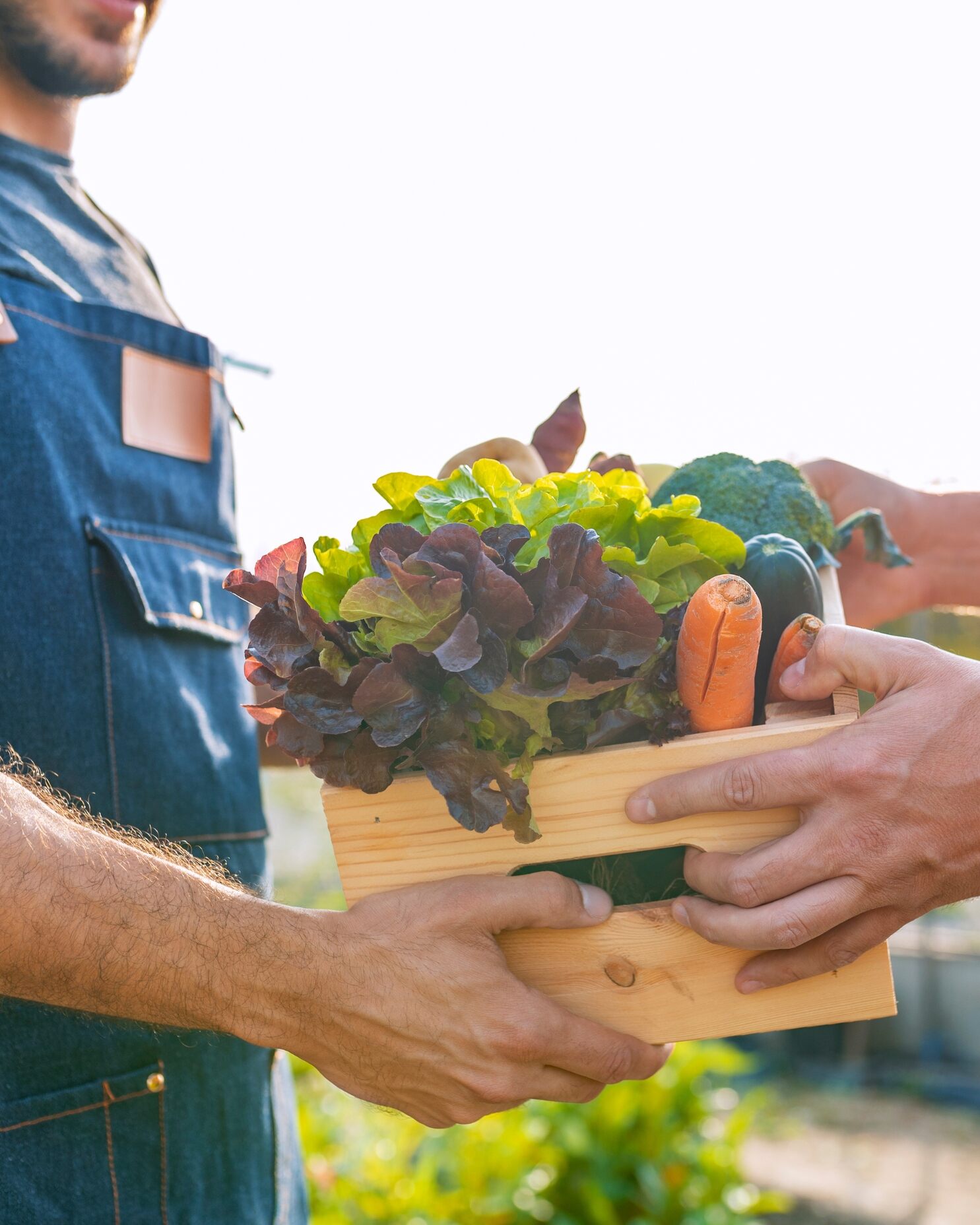 Several hands holding a wooden box with various types of lettuce and an orange carrot in a garden.